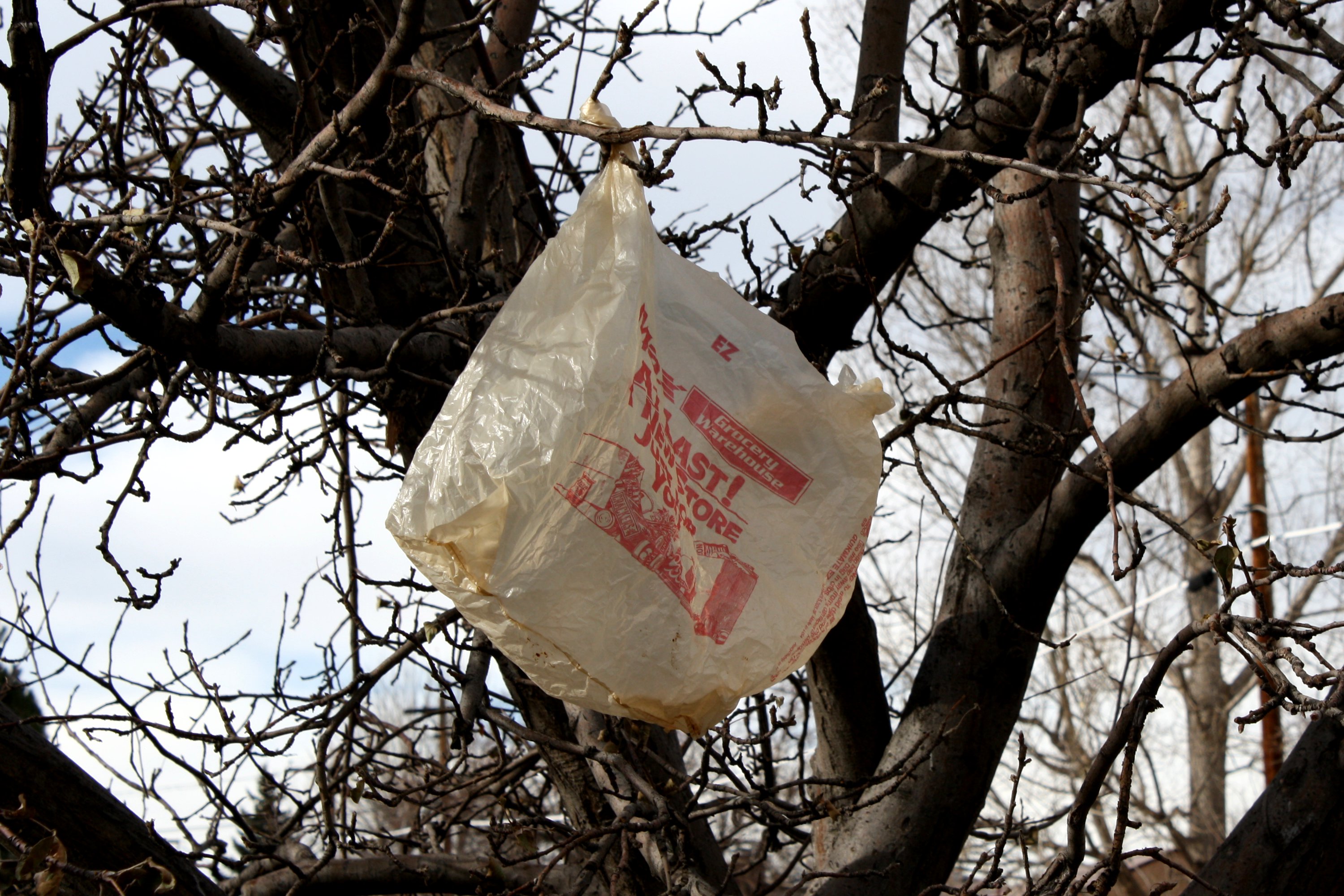 Plastic bag in tree — iconic image associated with NYC bag-law fight